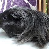 Peruvian